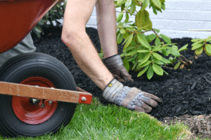 Hands gardening and caring for plants, with a wheelbarrow nearby.